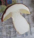 Kiefernsteinpilz, Foto 20