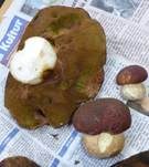 Kiefernsteinpilz, Foto 21