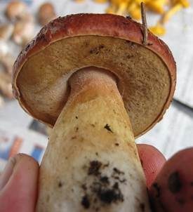 Kiefernsteinpilz, Foto 4