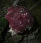Kiefernsteinpilz, Foto 22