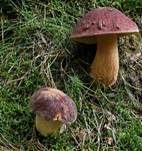 Kiefernsteinpilz, Foto 24