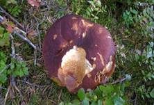 Kiefernsteinpilz, Foto 26