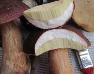Kiefernsteinpilz, Foto 27