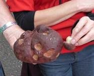 Kiefernsteinpilz, Foto 29