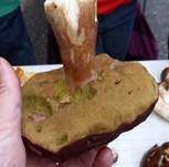 Kiefernsteinpilz, Foto 30
