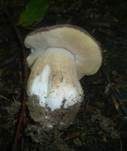 Kiefernsteinpilz, Foto 31
