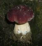 Kiefernsteinpilz, Foto 32