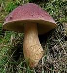 Kiefernsteinpilz, Foto 34