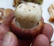 Kiefernsteinpilz, Foto 35