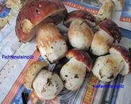 Kiefernsteinpilz, Foto 36