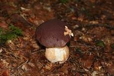 Kiefernsteinpilz, Foto 7