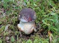 Kiefernsteinpilz, Foto 8