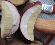 Kiefernsteinpilz, Foto 9