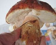Kiefernsteinpilz, Foto 10