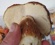 Kiefernsteinpilz, Foto 11