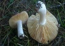 Kiefern-Weichtäubling, Foto 7