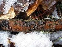 Kiefern-Zystidenrindenpilz, Foto 8