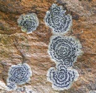 Kiesel Porpidia, Foto 3