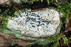 Kiesel Porpidia, Foto 5