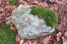 Kiesel Porpidia, Foto 6