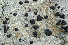 Kiesel Porpidia, Foto 7