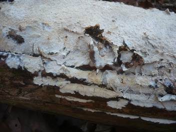 Kieselkörniger Rindenpilz, Foto 2