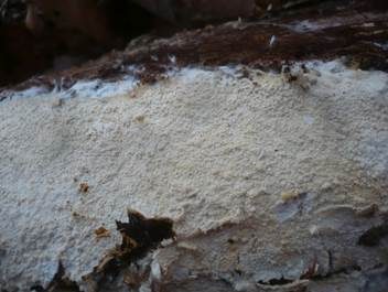Kieselkörniger Rindenpilz, Foto 3