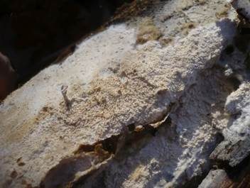 Kieselkörniger Rindenpilz, Foto 6