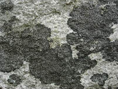 Kieselsteinkrustenflechte, Foto 2