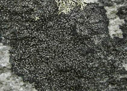 Kieselsteinkrustenflechte, Foto 3