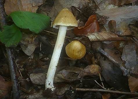 Kittfarbener Rißpilz, Foto 2