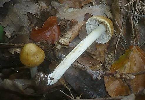 Kittfarbener Rißpilz, Foto 3