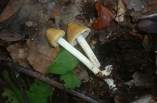 Kittfarbener Rißpilz, Foto 4