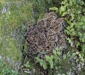 Klapperschwamm, Foto 11
