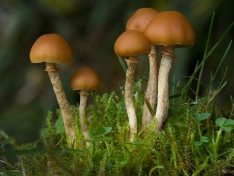 Klebriger Gras-Häubling, Foto 2
