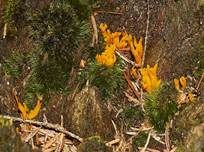 Klebriger Hörnling, Foto 12