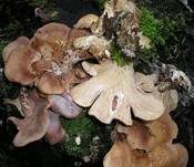 Birkenknäueling, Foto 7