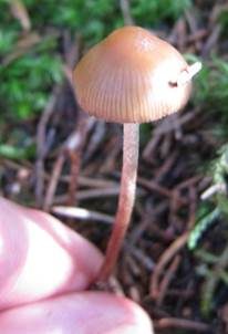 Klebriger Kahlkopf, Foto 5