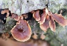 Klebriger Schleierseitling, Foto 13