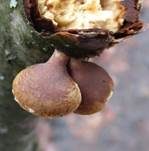 Klebriger Schleierseitling, Foto 19