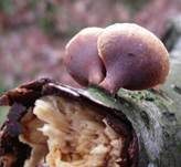 Klebriger Schleierseitling, Foto 9