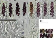 Kleiiger Kotling, Foto 23