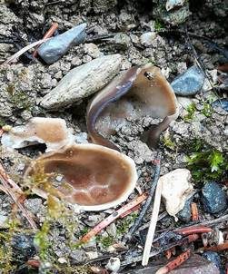 Kleine Becherlorchel, Foto 3
