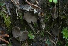 Kleine Becherlorchel, Foto 16
