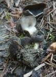 Kleine Becherlorchel, Foto 10