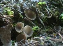 Kleine Becherlorchel, Foto 11
