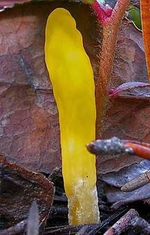 Kleine Schlauchkeule, Foto 4