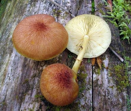 Kleiner Holzritterling, Foto 2