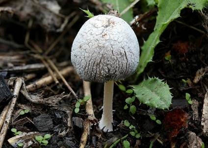 Kleiner Kohlentintling, Foto 2