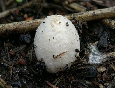 Kleiner Kohlentintling, Foto 3